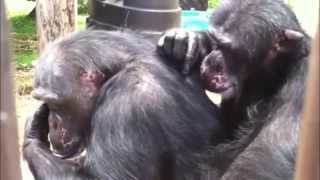 Chimpanzee grooming up close [upl. by Viridi]