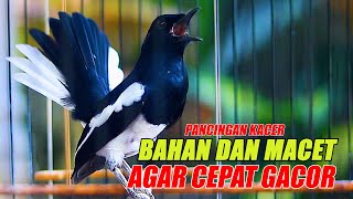 PANCINGAN KACER TERBAIK PALING CEPAT BIKIN KACER BAHAN DAN KACER MACET CEPAT GACOR [upl. by Atterol]