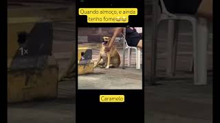 caramelo cachorro humor [upl. by Adams]