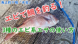 【海上釣堀】エビで鯛を釣る！3種のエビ系エサの使い方in海上釣り堀「水宝」 [upl. by Eecart]