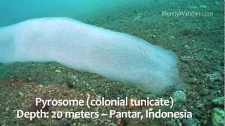 Pyrosomes and Squid Eggs [upl. by Esinal]