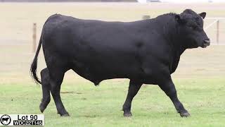 Lot 90 WDC22T145 Coonamble Angus 2024 [upl. by Laon]