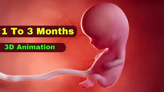 pregnancy 1 to 3 months video  1 to 3 months pregnant 1st trimester baby growth development [upl. by Henley]