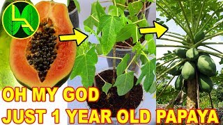 How to grow papaya plant from grocery papaya [upl. by Yhtac]