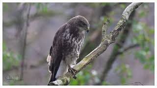 Buizerd Nikon Z8 NIKKOR Z 600mm f63 VR S [upl. by Auqeenwahs]