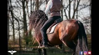 Marius Schneider amp PRE Stallion quotFleur de Lysquot [upl. by Yodlem267]