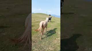 Moutain horse riding in Armenia adventure horse equestrian лошади [upl. by Searcy]