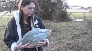 Saving seed from Blue Hubbard squash [upl. by Eninnaj]