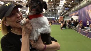 Westminster dog show allows mixedbreed entries for the first time [upl. by Ahsikam]