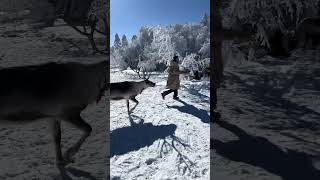 Woman chased by deer over food in Jilin China [upl. by Wellington]