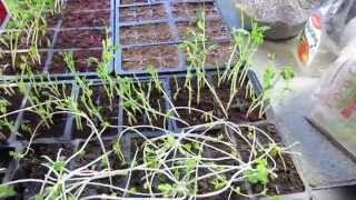 MFG 2015 Vegetable Plant Legginess or Spindly Weak Overly Tall Seeds Starts Light [upl. by Lesya]