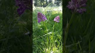 Orchis pyramidal  Anacamptis pyramidalis Short [upl. by Nadoj]