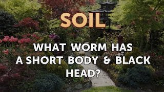 What Worm Has a Short Body amp Black Head [upl. by Alisander]