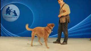 TutorialCOME INSEGNARE AL CANE A RISPONDERE AL NOME E PRESTARE ATTENZIONE TUTORIAL [upl. by Timoteo524]