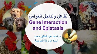 التفاعل والتفوق Gene Interaction and Epistasis [upl. by Oniluap]