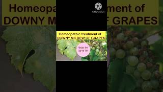 अंगूर में downymildew का इलाज homeopathy सेagrohomeopathy homeogardeningagro [upl. by Adnilema853]