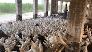 Pakistan Poultry Farm  Pakistan Production  Pakistan farming  part 63 [upl. by Swayne]