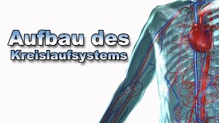 Aufbau des Kreislaufsystems  Anatomie  Pflege Kanal [upl. by Epuladaug]