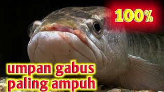 umpan gabus paling jitu [upl. by Lamok78]