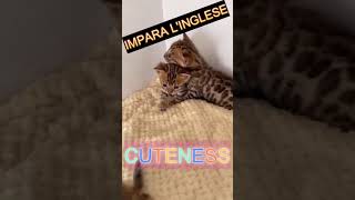 LEZIONI INGLESE GATTI CUTENESS [upl. by Lewis]