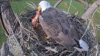 SWFL Eagles 101024 M15 Delivers RK Food Gift then Takes it off the Nest Likely Followed In 😋🎁 [upl. by Nairrad773]