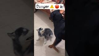 Rottweiler vs husky puppy 🚨💀 dog trendingsong husky trendingshorts trending viral [upl. by Johannes877]