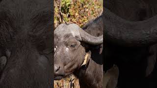 Oxpecker Bird With Buffalo Wincent gaR4i wildlife nature bird [upl. by Conlan167]