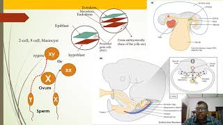 Primordial Germ Cells PGCs Production And Migration [upl. by Ursas]