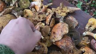 Sulillus luteus and grevillei slippery jack mushroom loved by Poles [upl. by Garges]