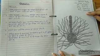 Botany practical file Bsc 1st year [upl. by Kcirdnekal]