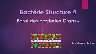 Bactérie Structure 4 PAROI DES BACTERIES GRAM MOINS  sans musique de fond [upl. by Giacamo396]