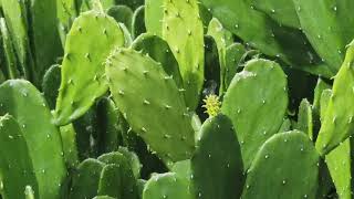 My Nopales Cactus Farm at my Side Yard [upl. by Aleetha]