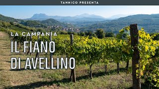 Il Fiano di Avellino e Pietracupa  Tannico [upl. by Doownil]