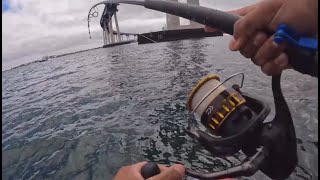 San Diego Bay Fishing Action [upl. by Nielsen]