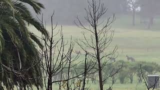 Rainy day frolics  Glenworth Valley NSW AU [upl. by Boylston759]