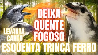 LEVANTA CANTO DO SEU TRINCA FERRO 🔥100 DESTRAVA TRINCA FERRO🔥 ESQUENTA TRINCA FERRO NATURAL [upl. by Ellah]