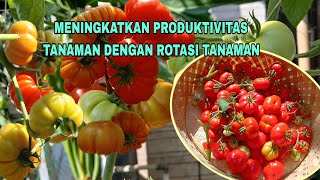 PENTING ‼️ Rotasi tanaman di lahan terbatas [upl. by Ludvig]