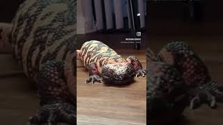 Royce the Gila Monster [upl. by Ignatius]