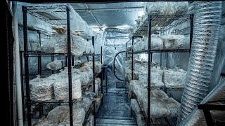 Tour of a Mushroom Farm  PARAGRAPHIC Origins [upl. by Atinot]