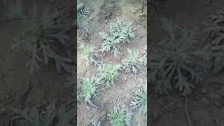 artemisia plant lavender plant [upl. by Frasch]