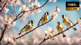 Beautiful Goldfinches [upl. by Cirtap]