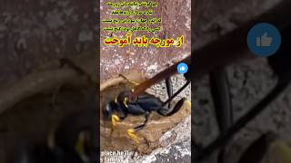 كوشيدن را ازمورچه بايد آموخت [upl. by Neema]