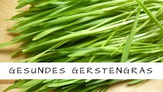 Gerstengras  ein geniales und gesundes Lebensmittel [upl. by Demahom]