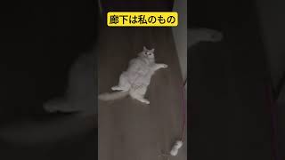 なんか音しないと思ったら ラグドール cat [upl. by Atilal756]