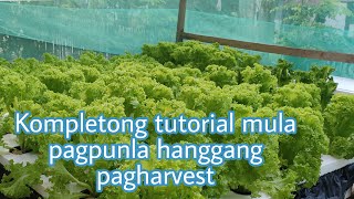 Kompletong tutorial sa pagtatanim ng lettuce Pagpunla hanggang pagharvest Hydroponics [upl. by Nwahsad]