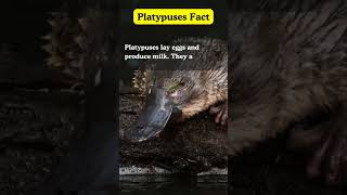 quotInteresting Platypus Factsquot shortsfeed truefactstoday youtubeshorts shortsvideo Ranishfacts [upl. by Edahsalof408]