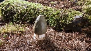 Timelapse of a common stinkhorn fungus Phallus impudicus emerging from the ground Mendips UK [upl. by Kata239]