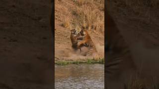 Lion vs lion fighting 😳😲🦅 lion viralvideo shortsvideo [upl. by Ahsinat]