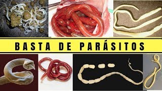 🛑Como DESPARASITAR a tu PERRO⏩Aprende Como ELIMINAR los PARASITOS de Tu Perro Tu Mismo Fácilmente✅ [upl. by Atel]