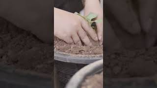 Planting cabbage 🌱shorts agriculture vegetables plants cabbages [upl. by Tench146]